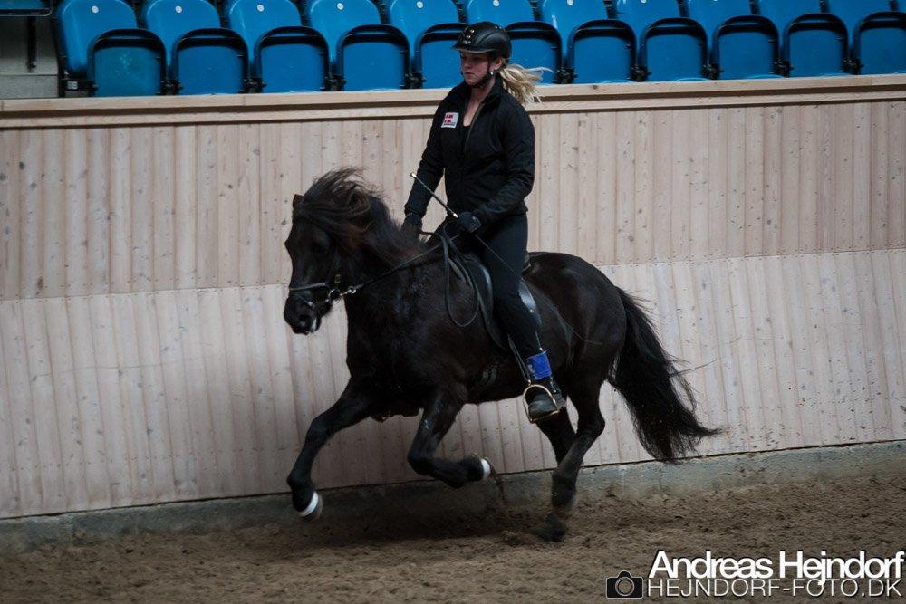 Islænder Venus Fra Hylderødgård - galop 4.3 billede 3