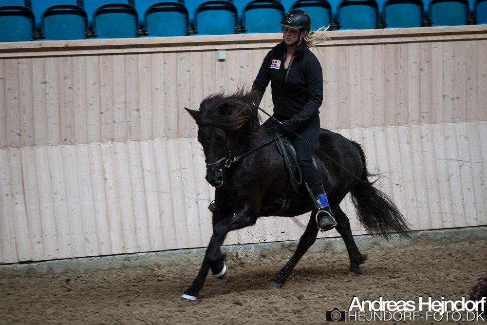 Islænder Venus Fra Hylderødgård - galop 4.3 billede 4