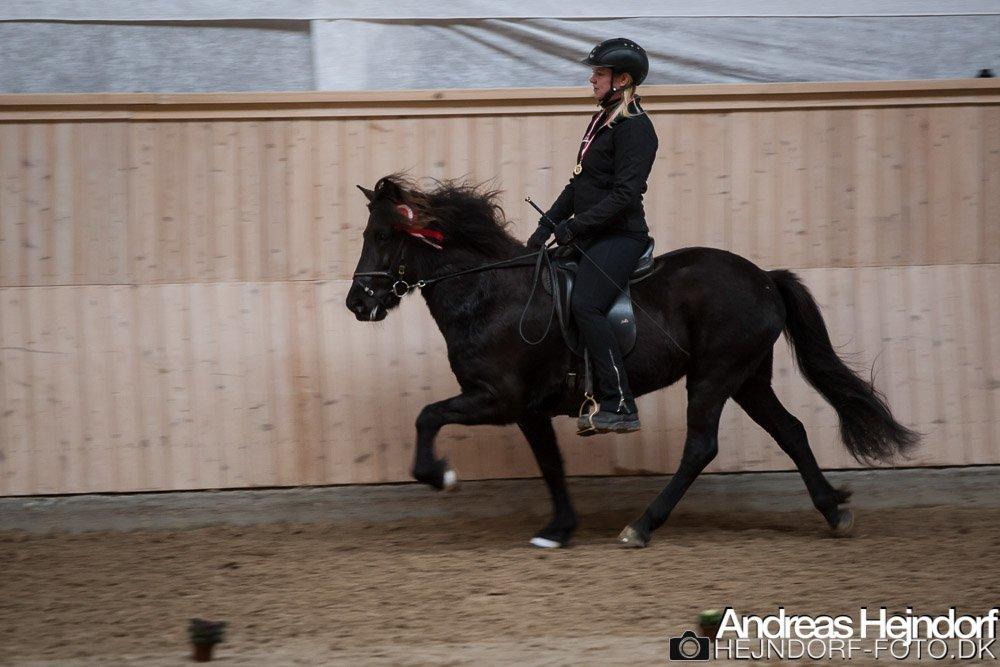 Islænder Venus Fra Hylderødgård - glade og stolte :)  billede 7