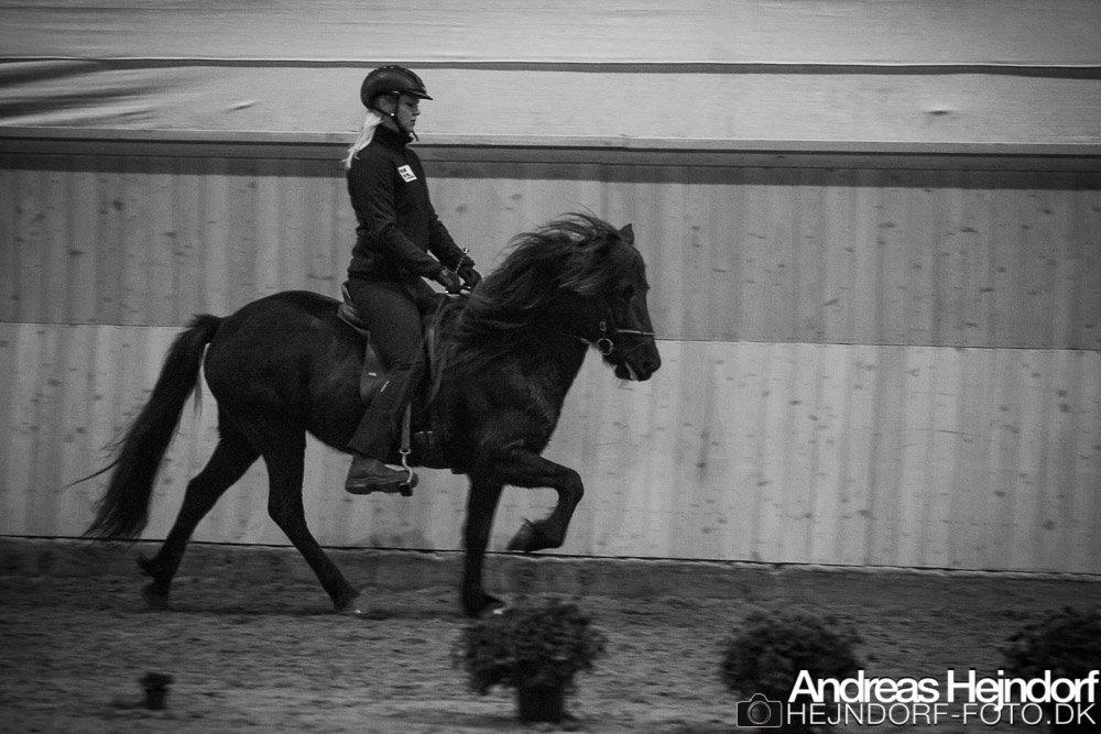 Islænder Venus Fra Hylderødgård - tölt T.5  billede 8