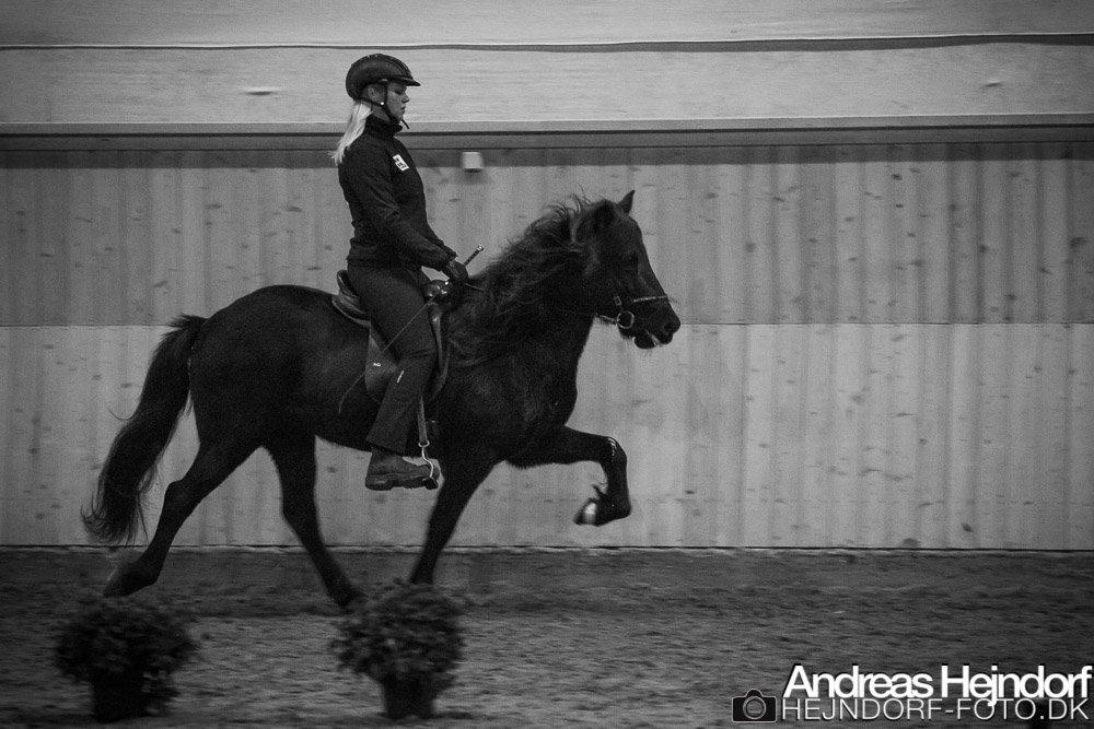 Islænder Venus Fra Hylderødgård - Tölt 4.3  billede 9