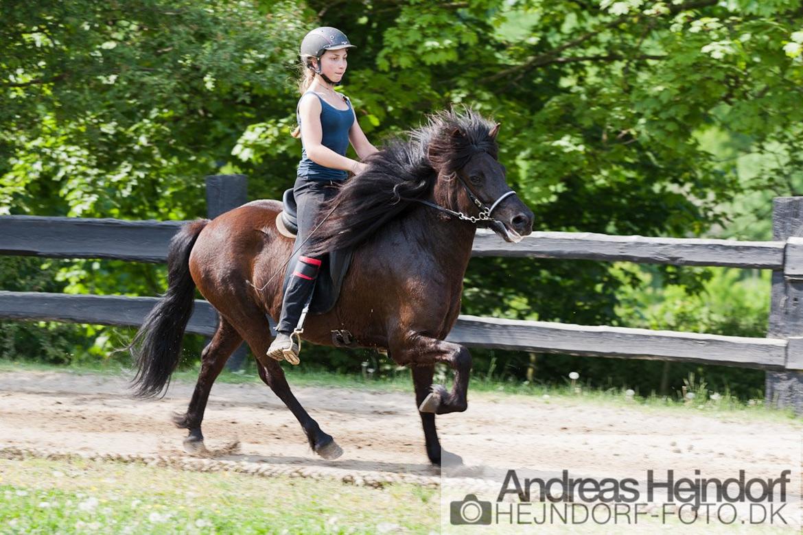 Islænder Venus Fra Hylderødgård - Pinse stævne med Sigrid T.3  billede 10