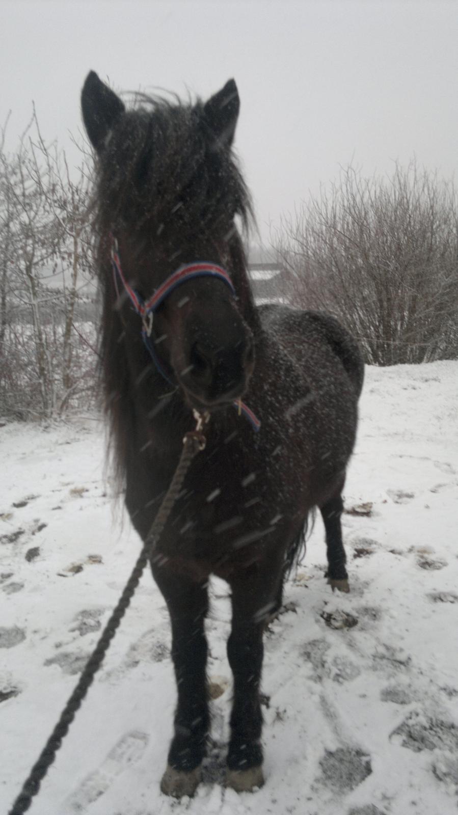 Islænder Venus Fra Hylderødgård - Venus <3  billede 11