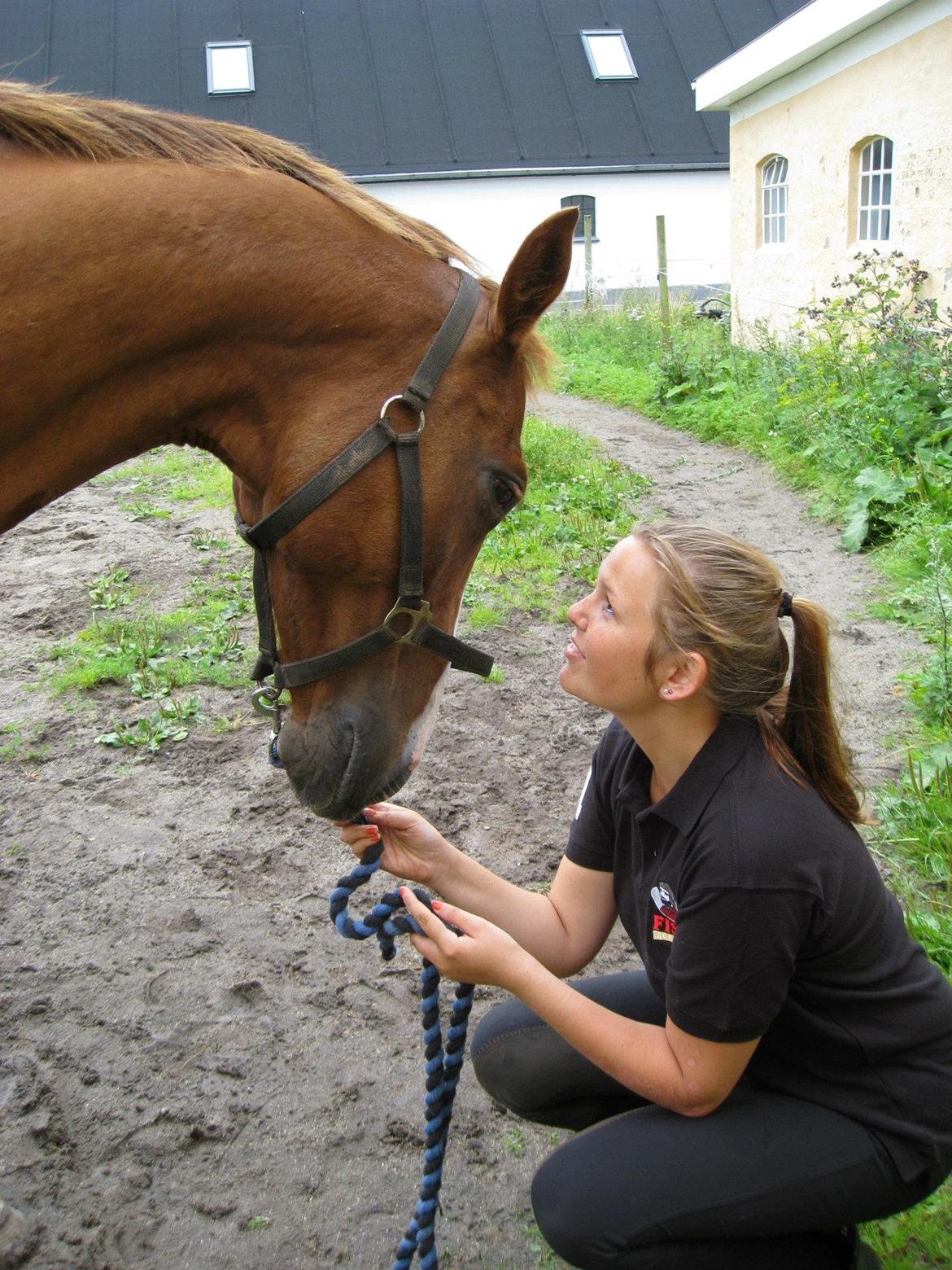 Dansk Varmblod De Janeiro Skovløber - the love of my life <3. Foto: Rie Petersen billede 15