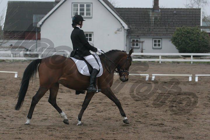 Anden særlig race Alonso billede 22