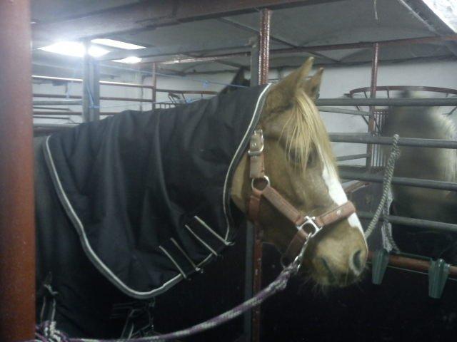 DSP HORSMARKS DIVA DUCHESS - SOLGT! billede 8