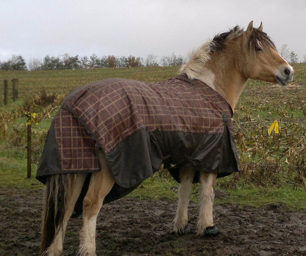 Anden særlig race Troja billede 17
