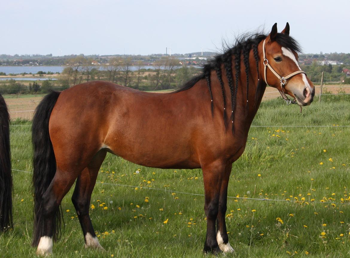 Welsh Cob (sec D) Nebo Tulip - Et af mine ynglings billeder af hende billede 24