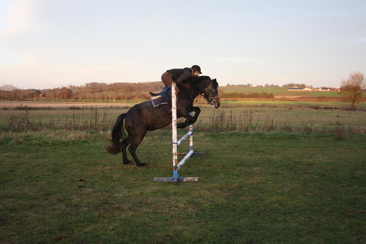 Connemara Broholm's Unique - Unique's første tur på springbanen. billede 2