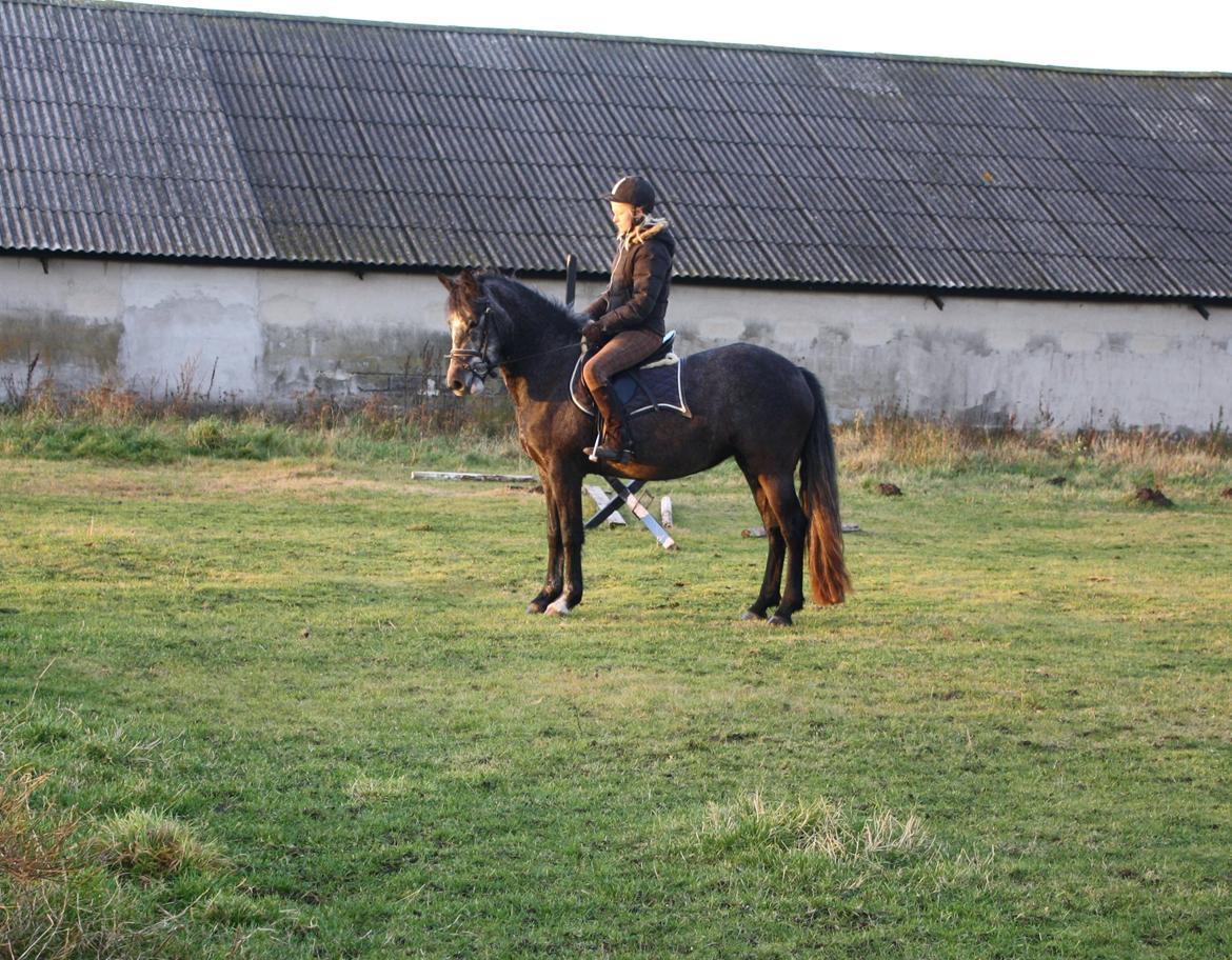 Connemara Broholm's Unique billede 1