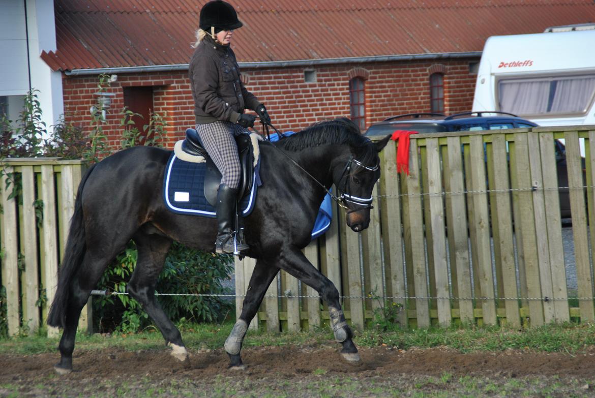 Dansk Varmblod Alliance-Solgt :,( billede 16