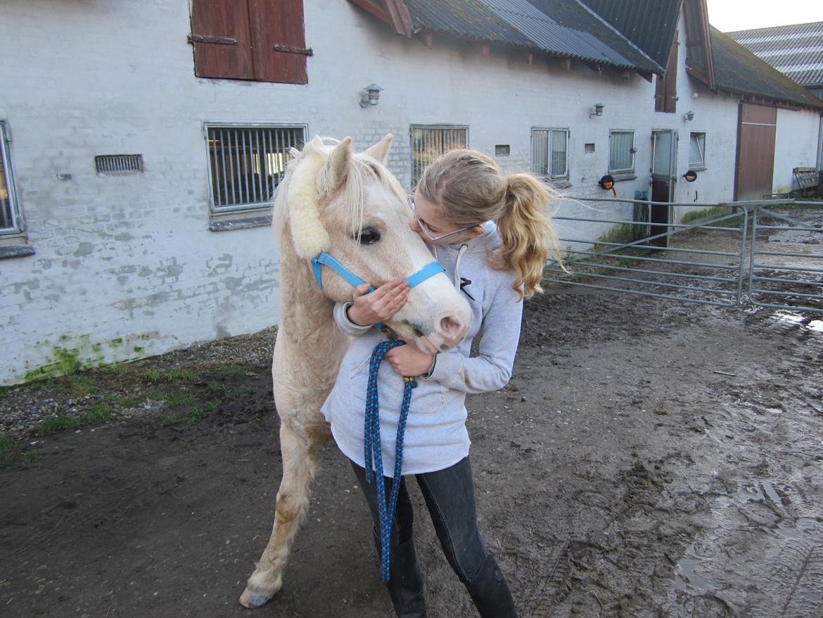 Welsh Pony (sec B) Sundance - Jeg kunne gå igennem ild og vand for dig! billede 15