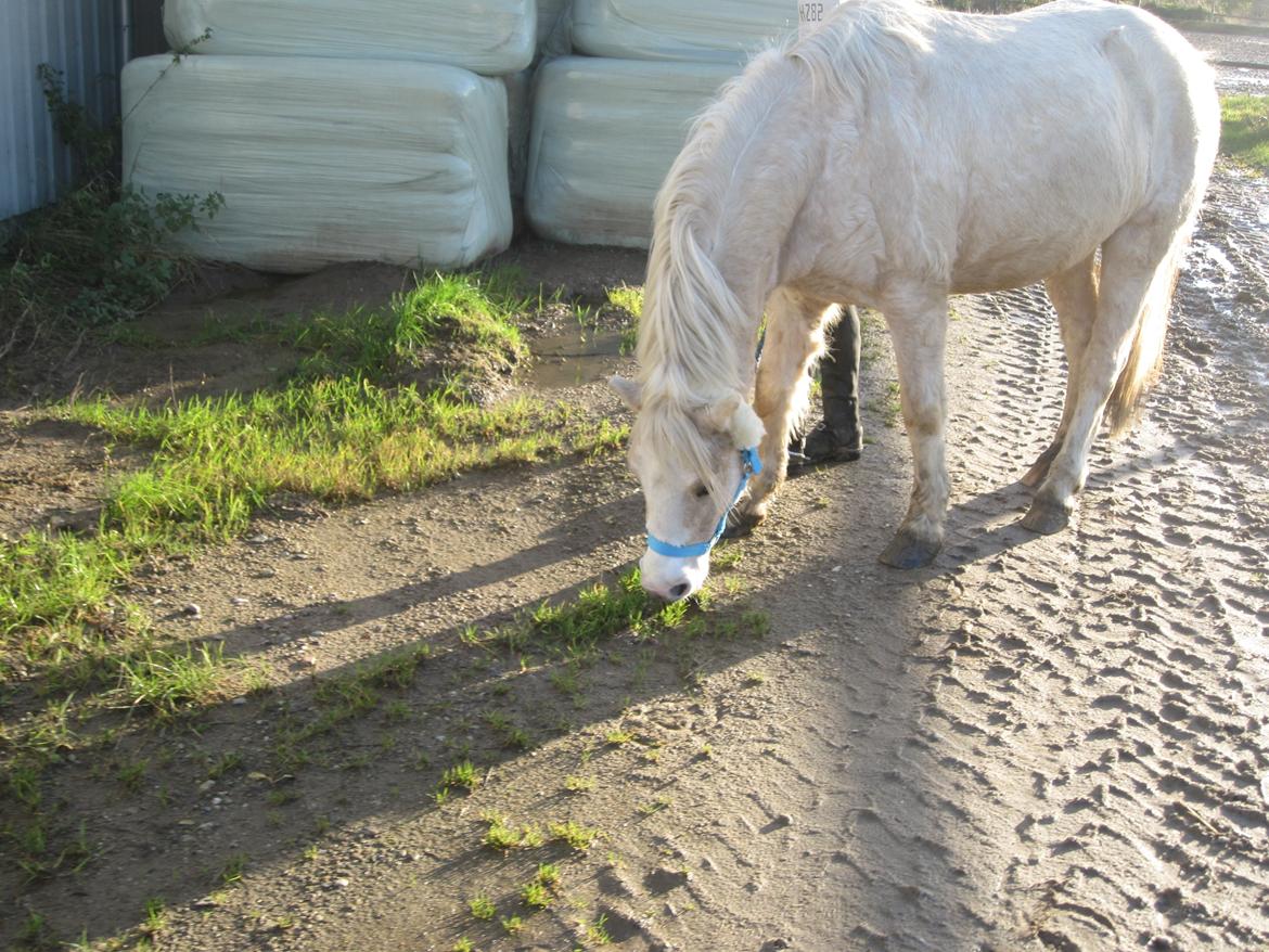 Welsh Pony (sec B) Sundance - Et af de sidste billeder jeg tog af dig:-/ billede 16