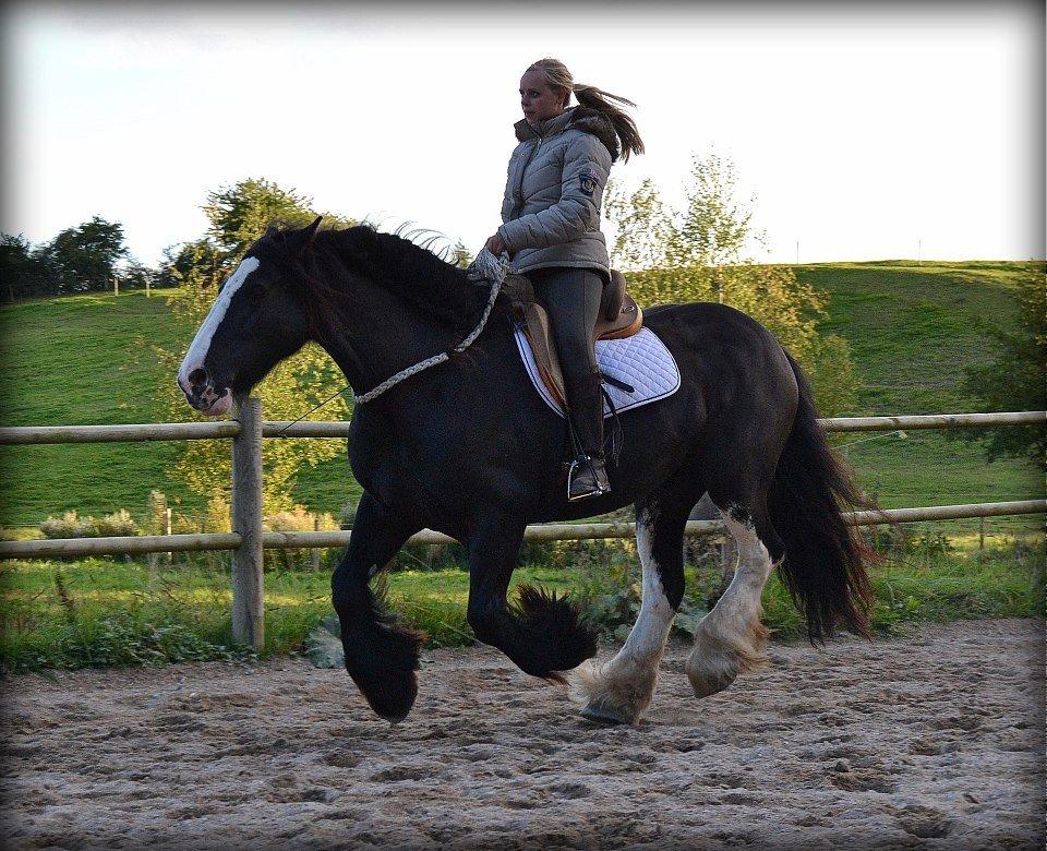 Irish Cob Lady Giga Of Ireland billede 44