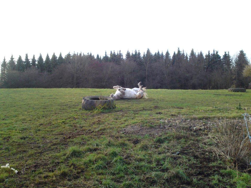 Arabisk fuldblod (OX) Mr M - Prinsen. - 22/11-12 
 billede 14