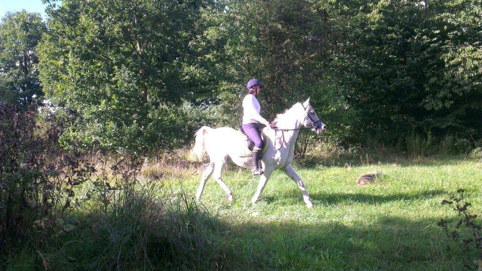 Arabisk fuldblod (OX) Mr M - Prinsen. - 3 ridetur billede 15