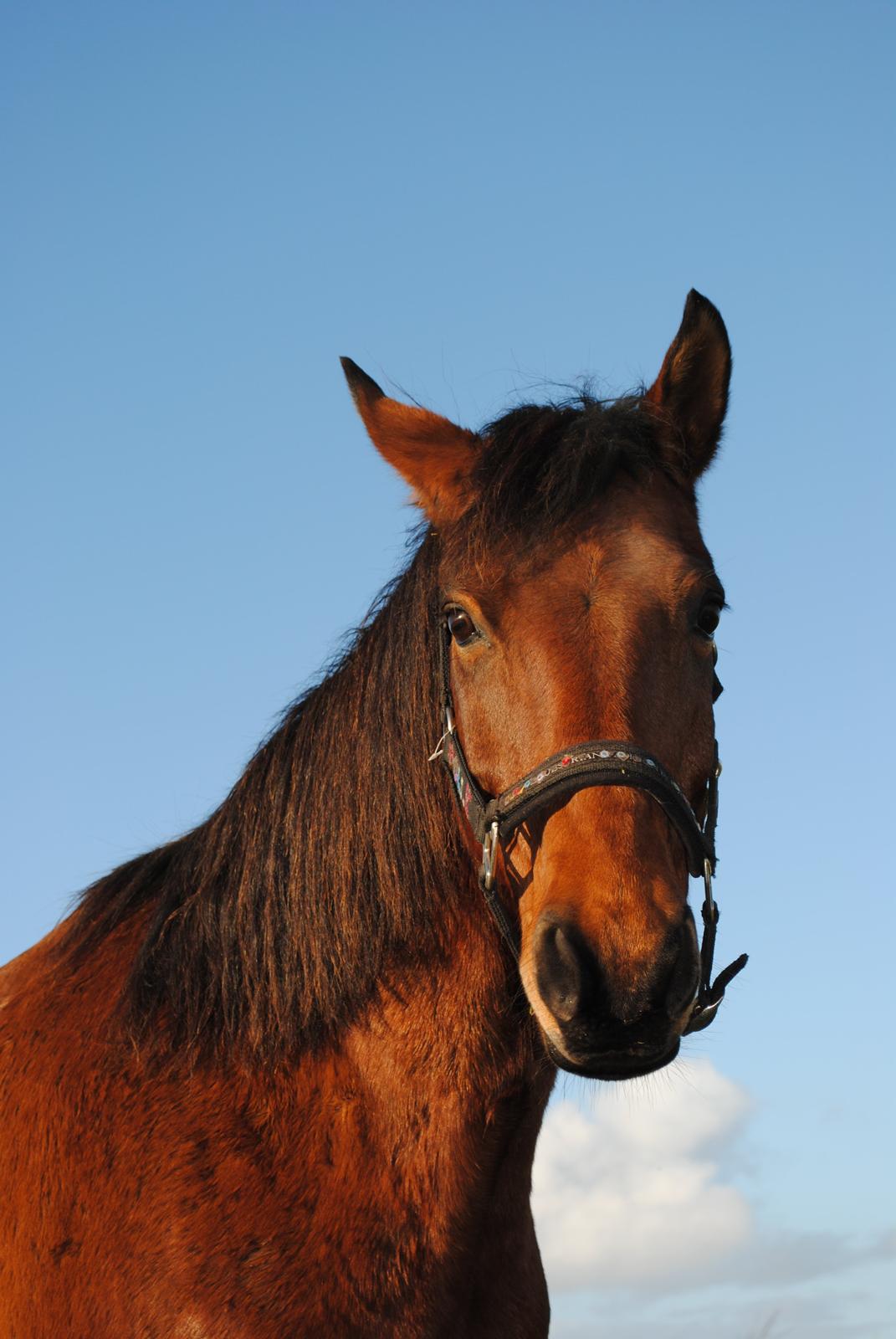 Anden særlig race » Polle <3 - Forår 2013 billede 9