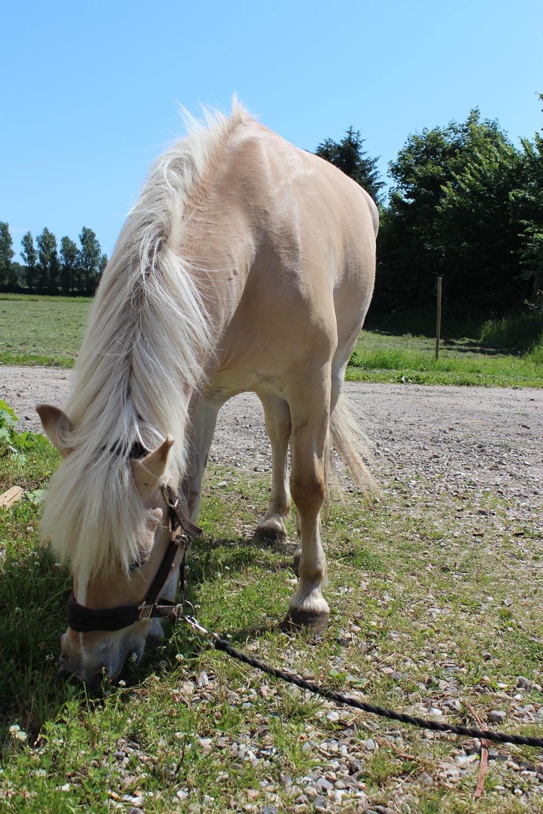 Anden særlig race Tinkerbell - Min smukke prinsesse<3 billede 11