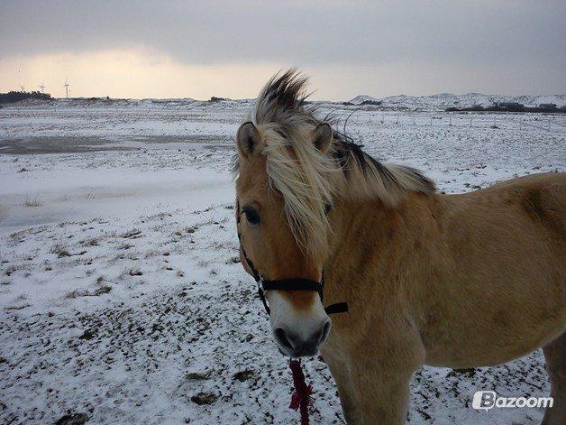 Fjordhest Lucas <3 - Jeg elsker dig Luller!♥ billede 12