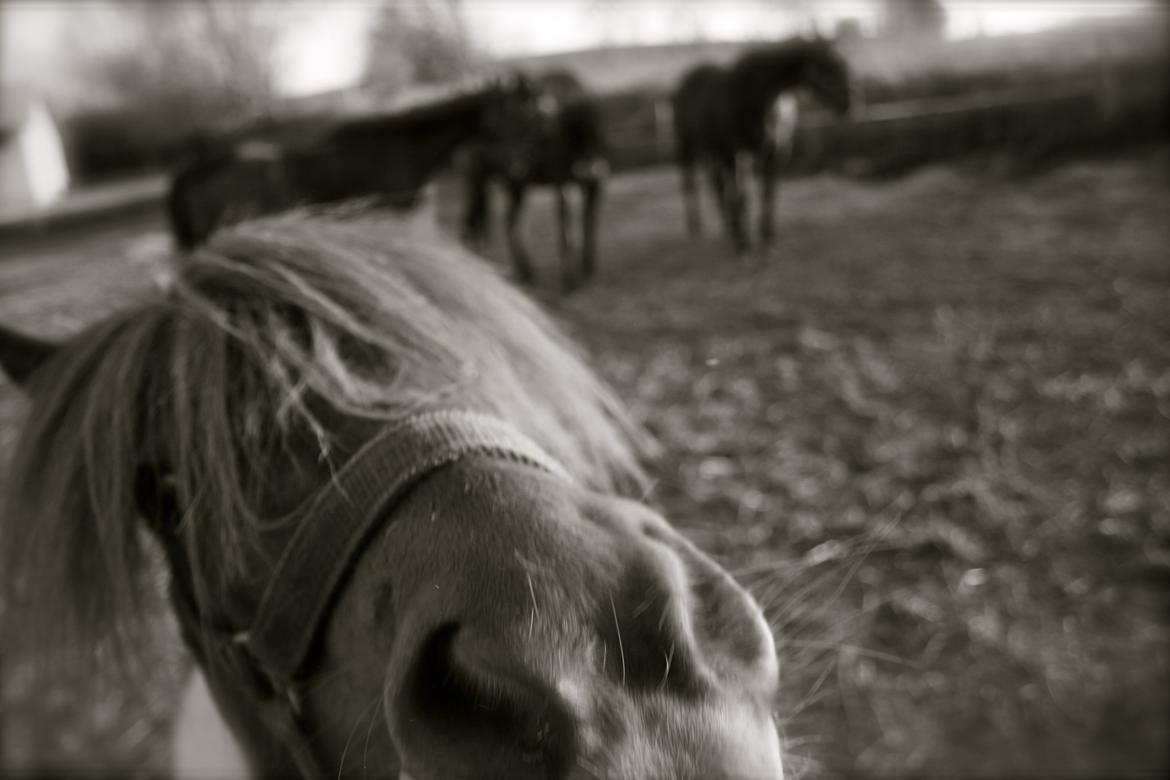 Shetlænder oskar billede 5