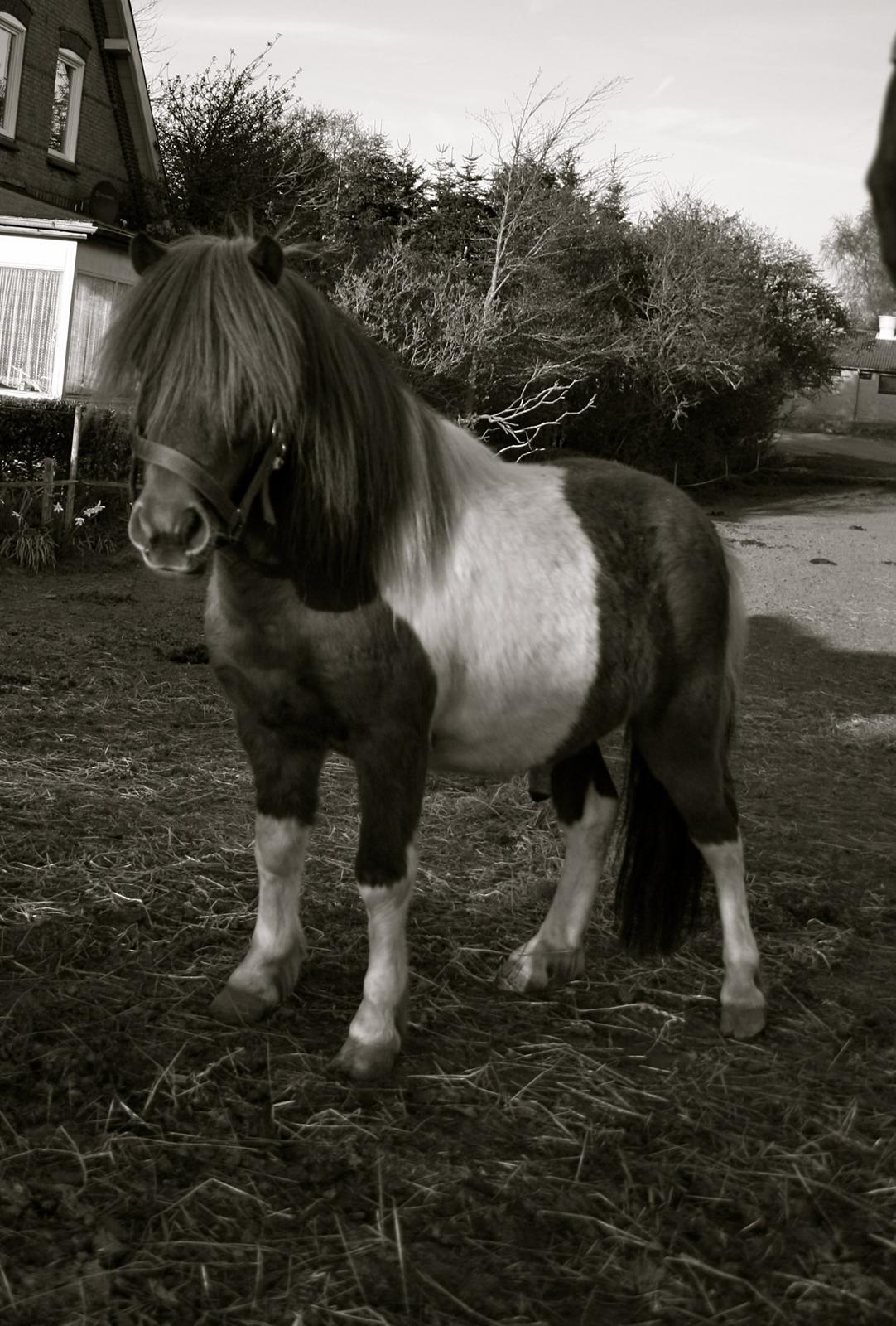 Shetlænder oskar billede 6