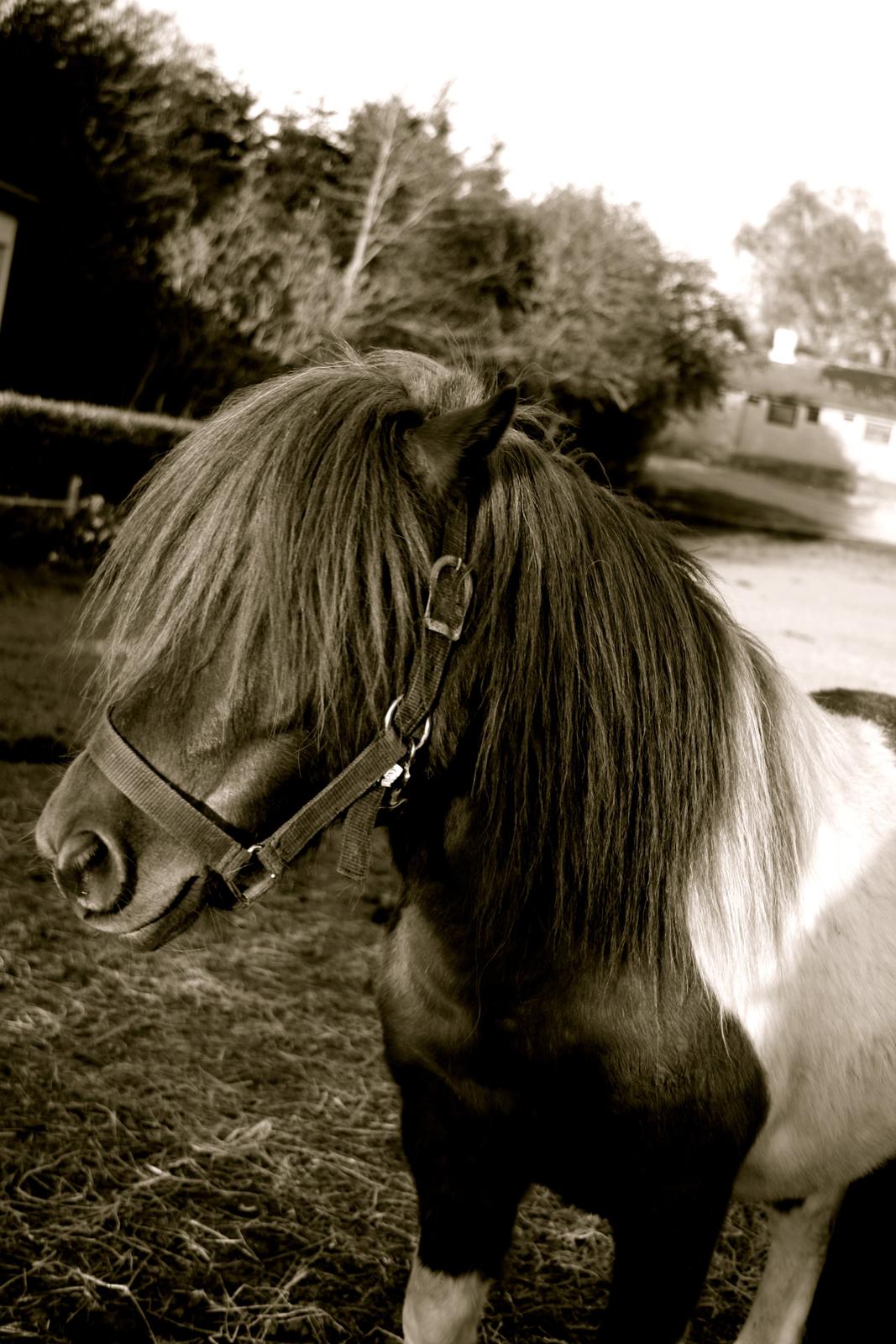 Shetlænder oskar billede 2