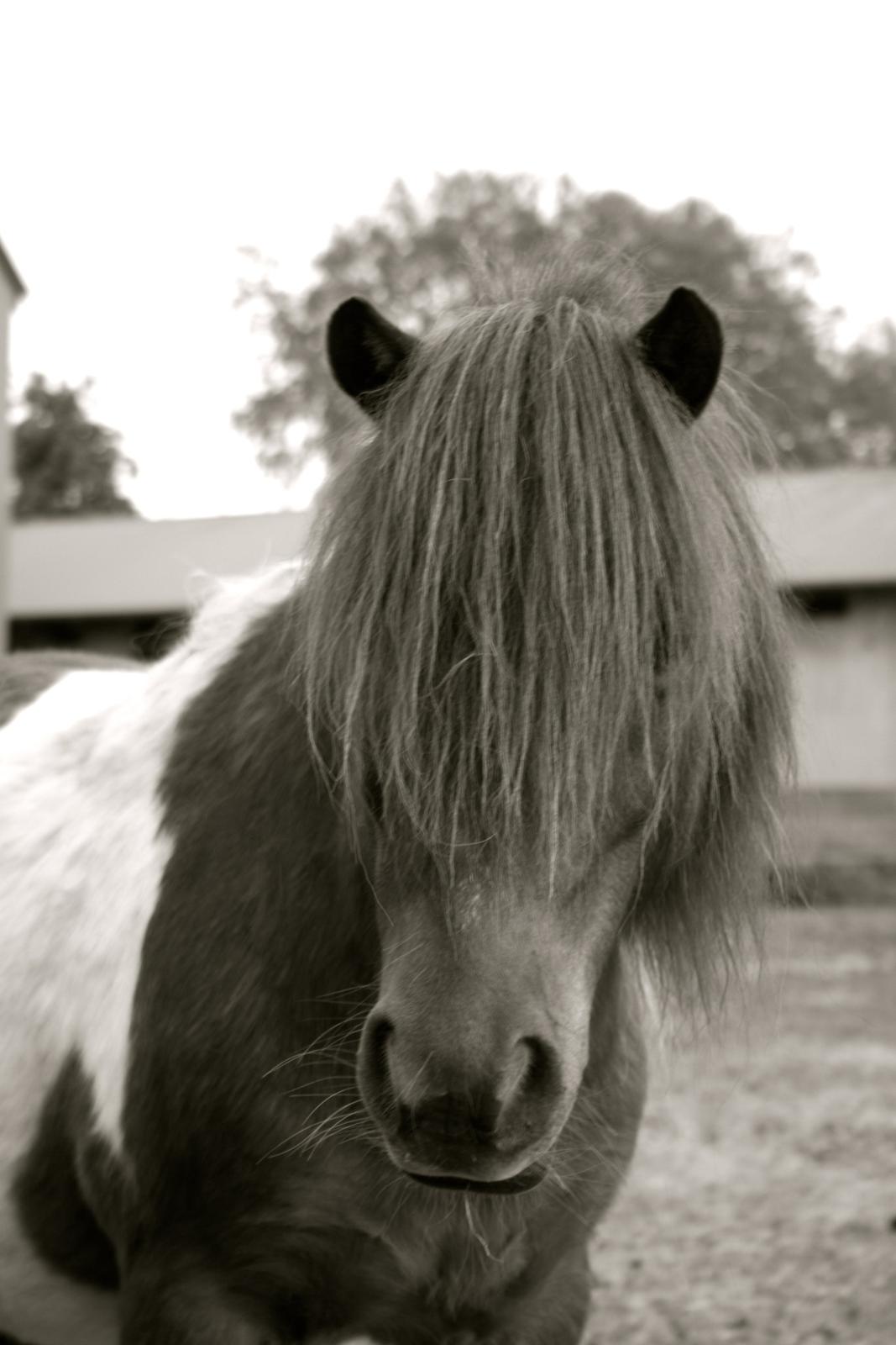 Shetlænder oskar billede 7