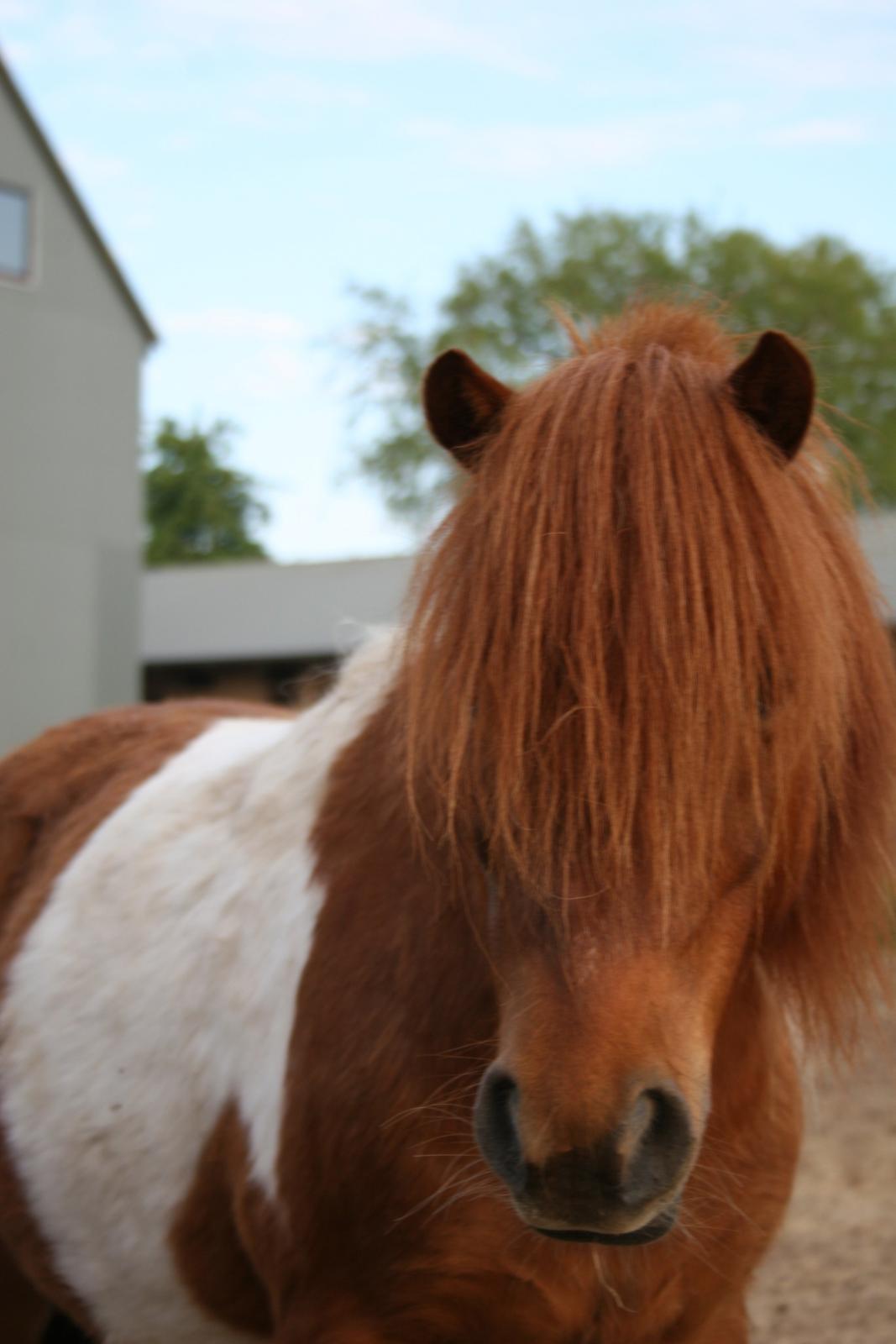 Shetlænder oskar billede 8
