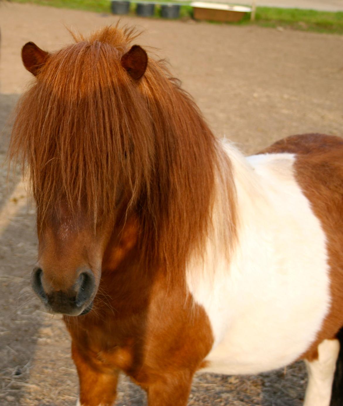 Shetlænder oskar billede 9