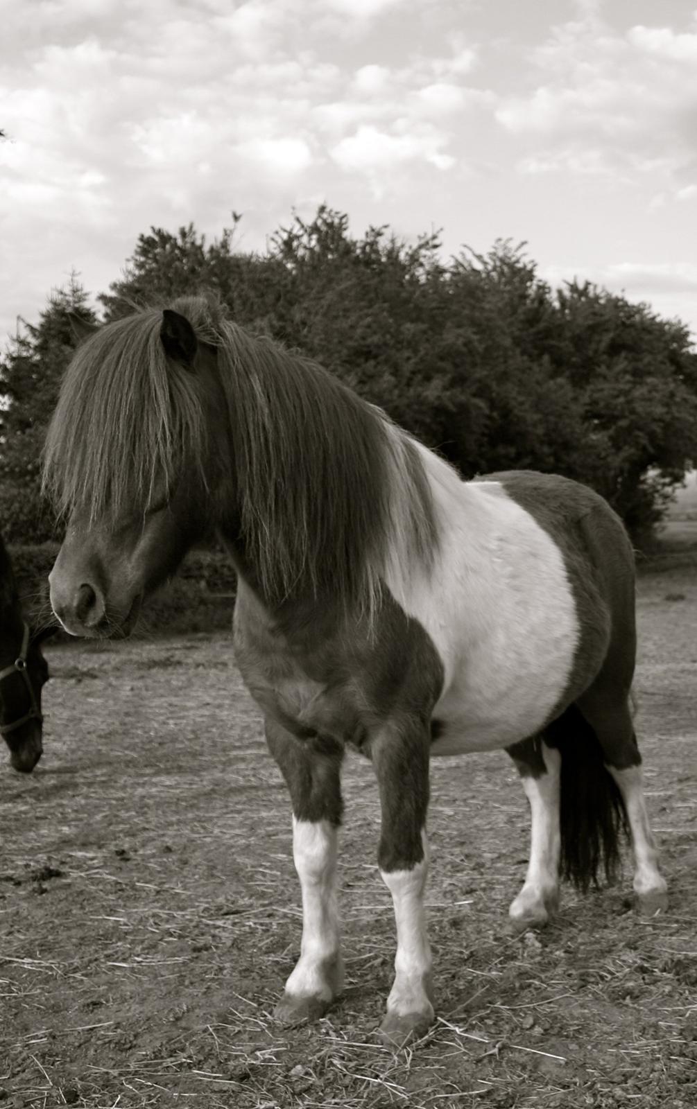 Shetlænder oskar billede 10