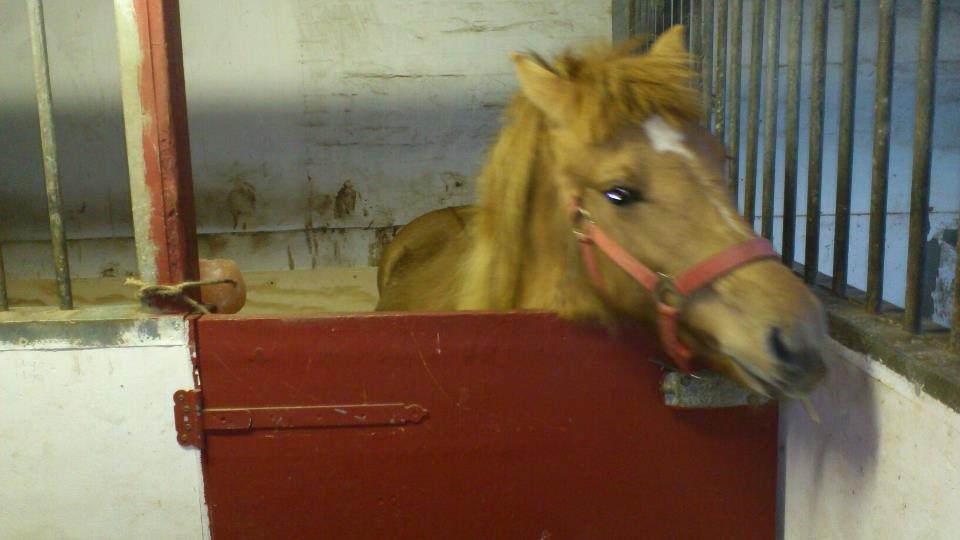 Anden særlig race Fiona (musse's føl ) - Velkommen til min profil billede 1