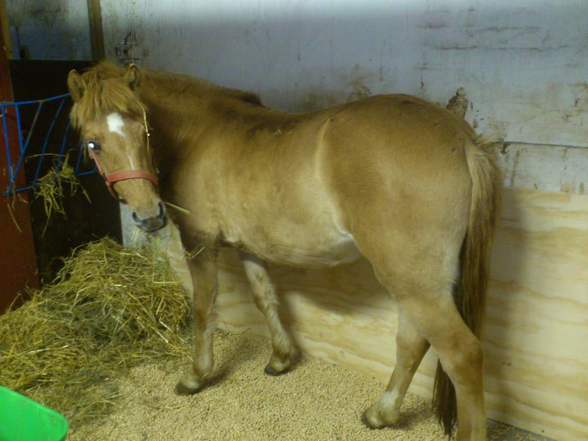 Anden særlig race Fiona (musse's føl ) billede 5