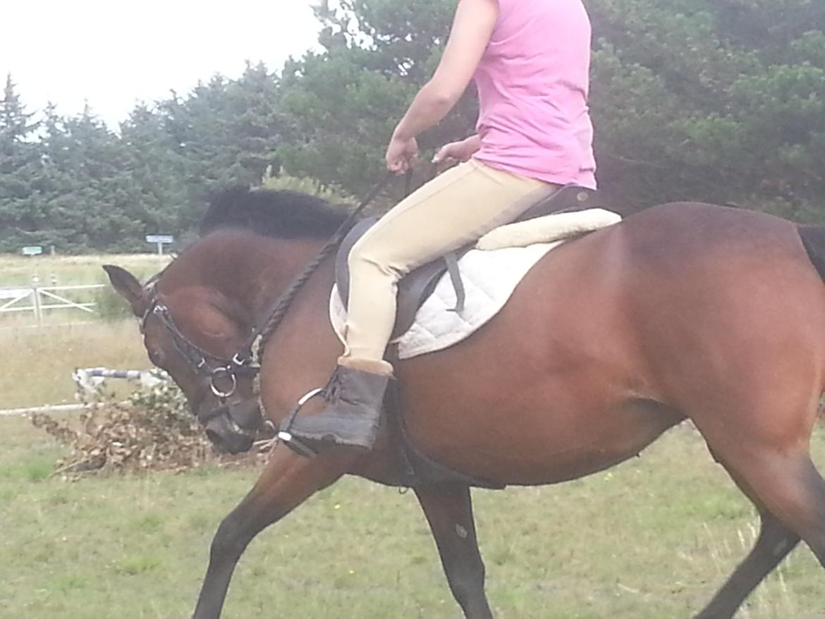 Anden særlig race Musse billede 2