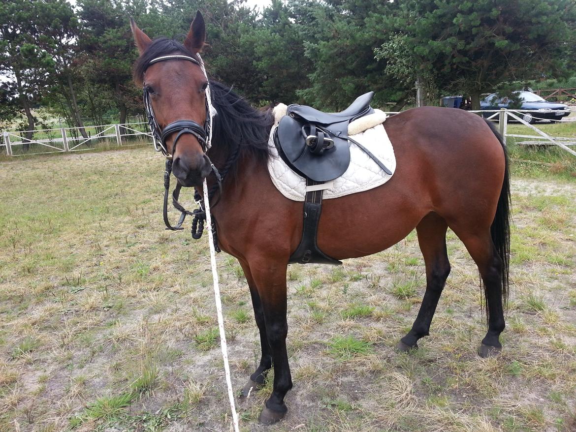 Anden særlig race Musse - musse første gang med sadel og trense  billede 4