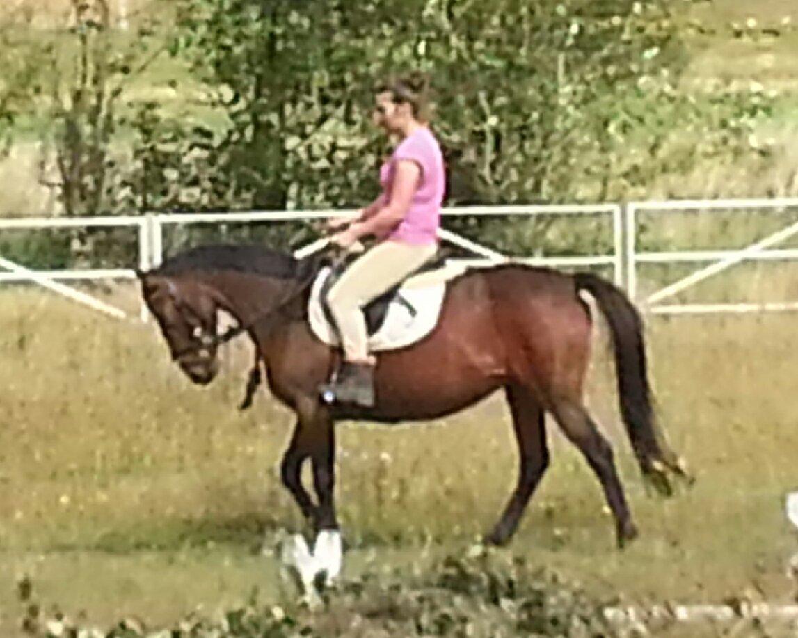 Anden særlig race Musse billede 6