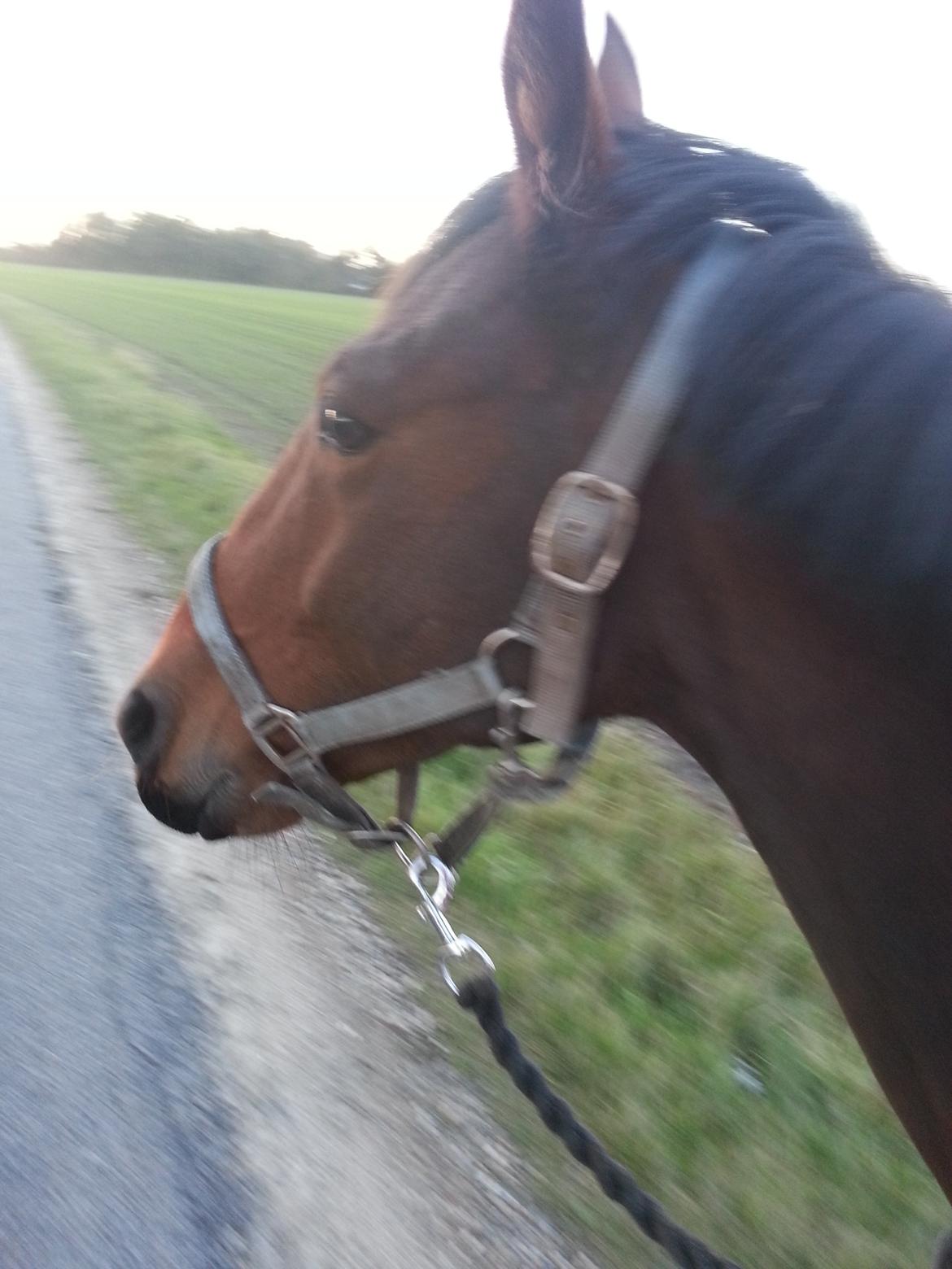 Anden særlig race Musse - søndags trækketur :D  billede 7