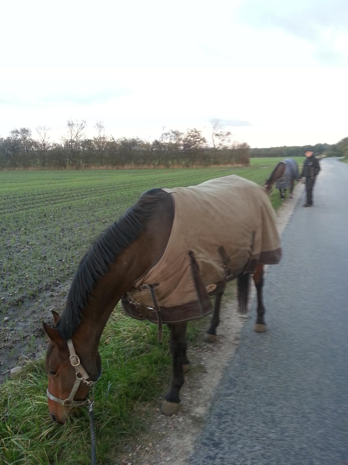 Anden særlig race Musse - musse, nu klippet og med jekke  billede 8