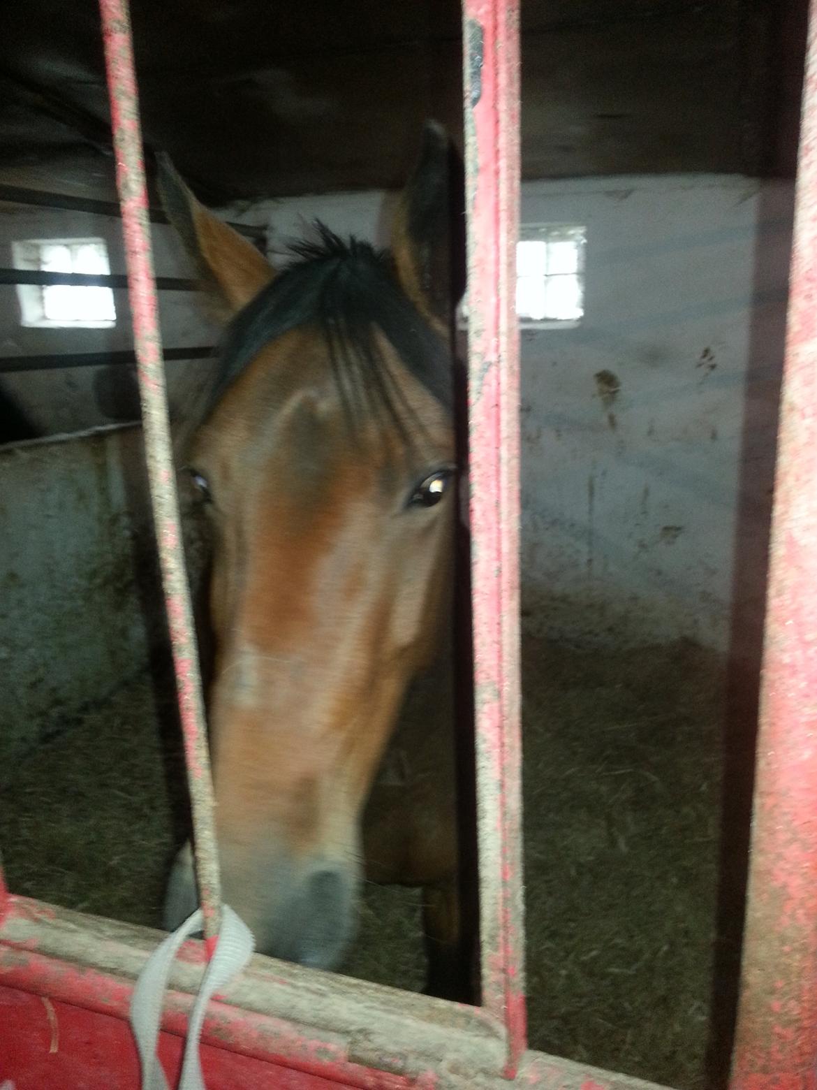 Anden særlig race Musse - hygge i boksen  billede 9