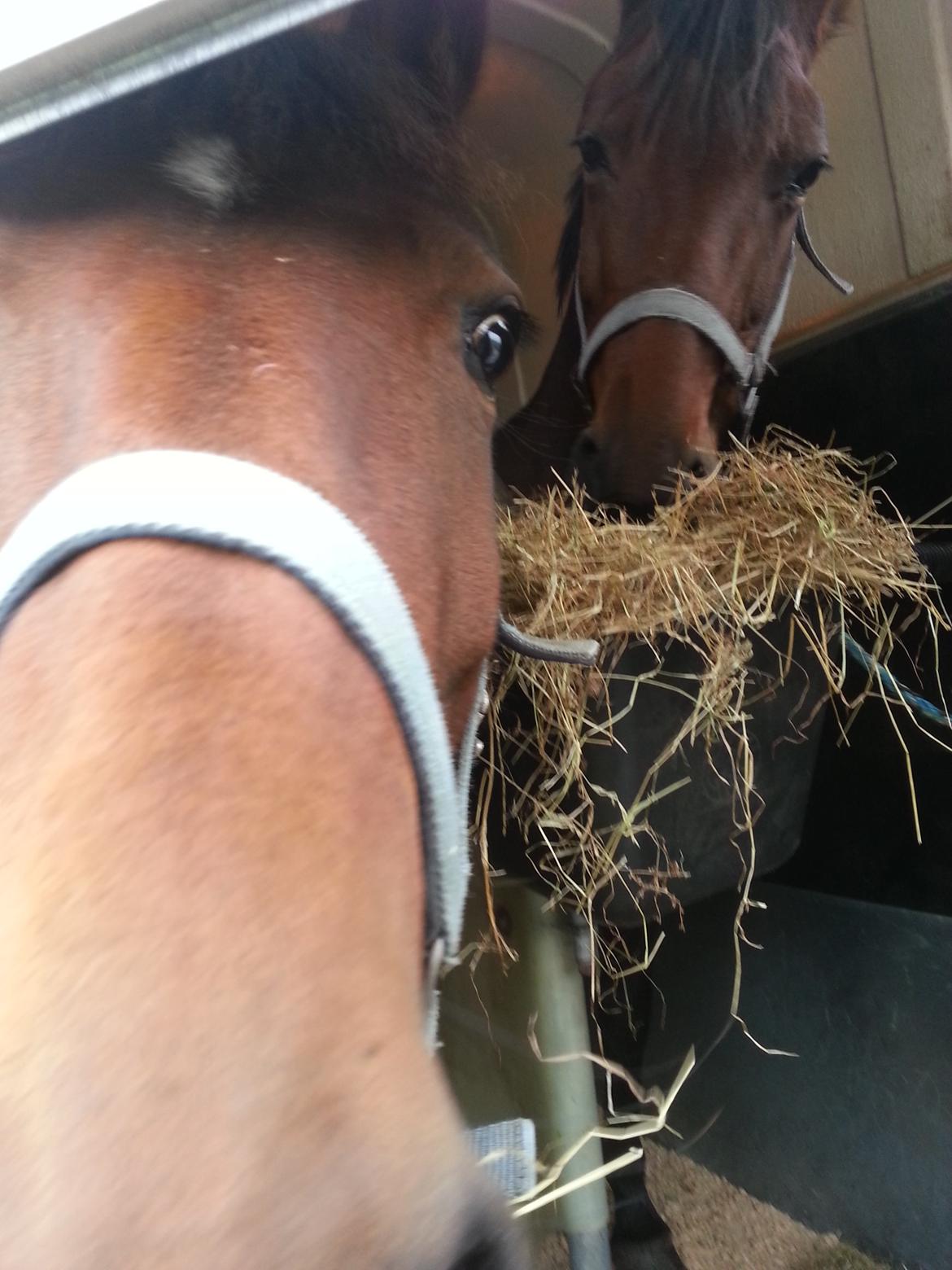 Anden særlig race Musse - musse og hendes søster blis...  billede 10