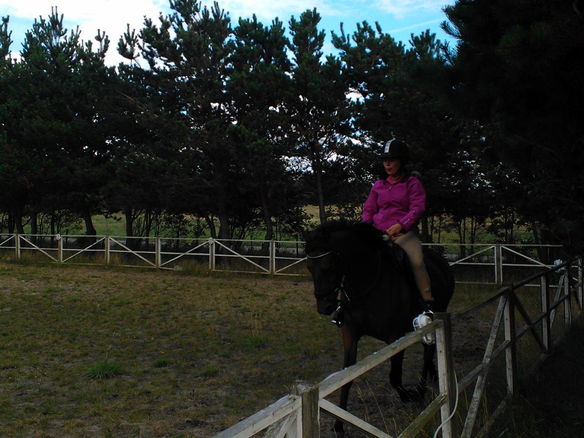 Anden særlig race Musse billede 11