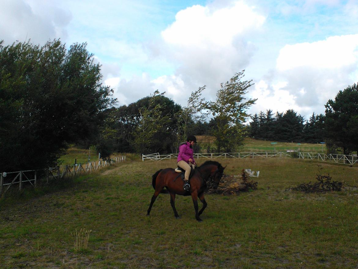 Anden særlig race Musse billede 12