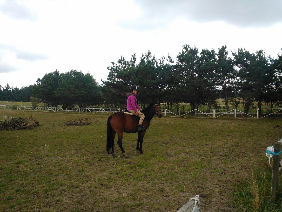 Anden særlig race Blis - Blis første gang med rytter  billede 3