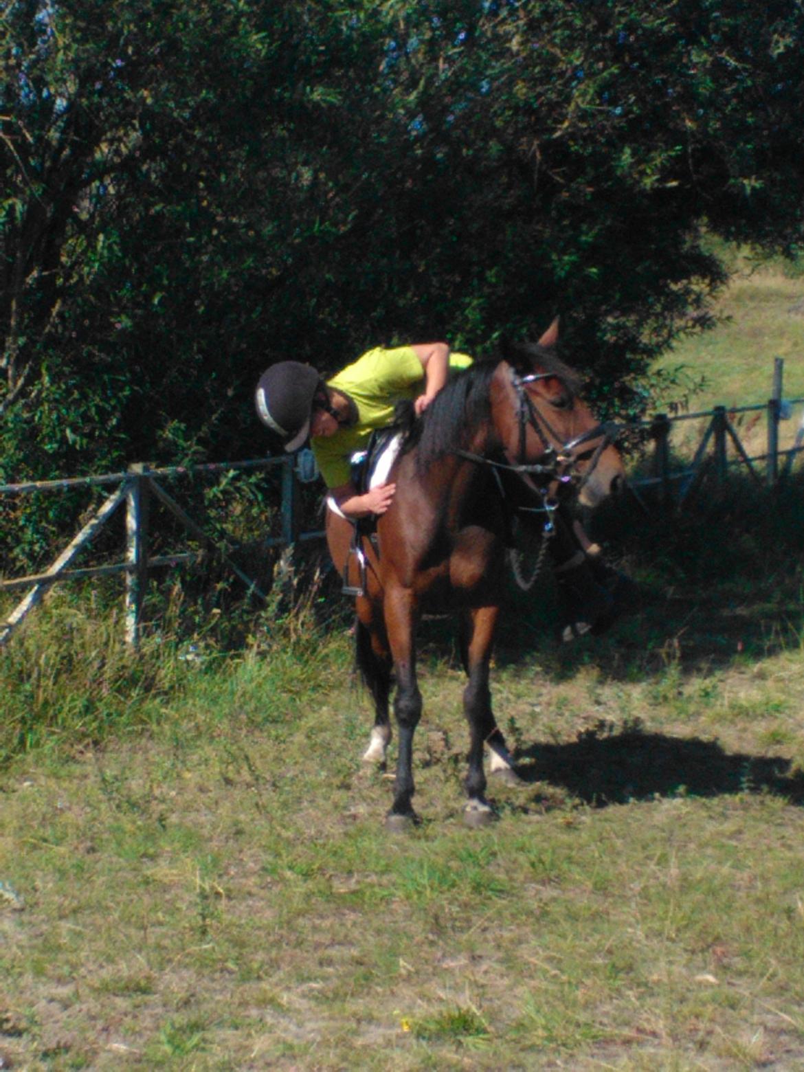 Anden særlig race Blis - igang med tilridningen  billede 2