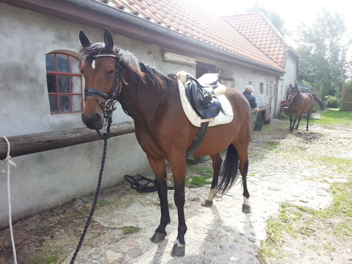 Anden særlig race Blis billede 4