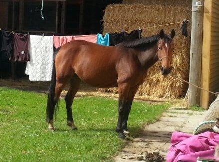 Anden særlig race Blis billede 1