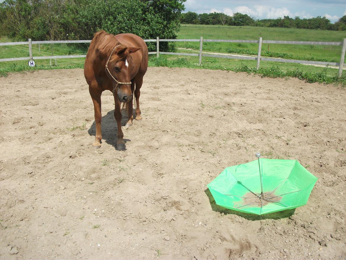 Anden særlig race Ponygården's Megara - Pareply'er er seje, iser i grøn! :D billede 13