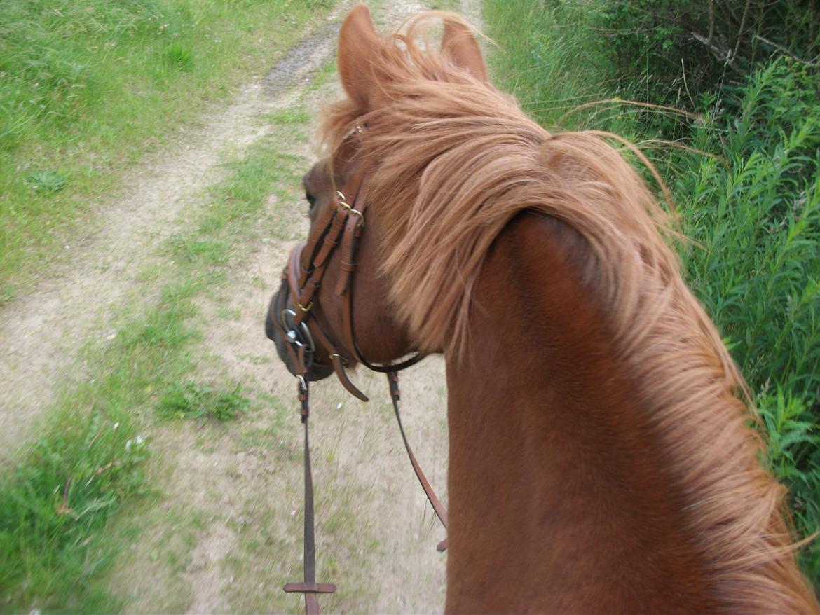 Anden særlig race Ponygården's Megara -  Ingen skal lave om på dig, da du er perfekt som du er!<3 billede 15