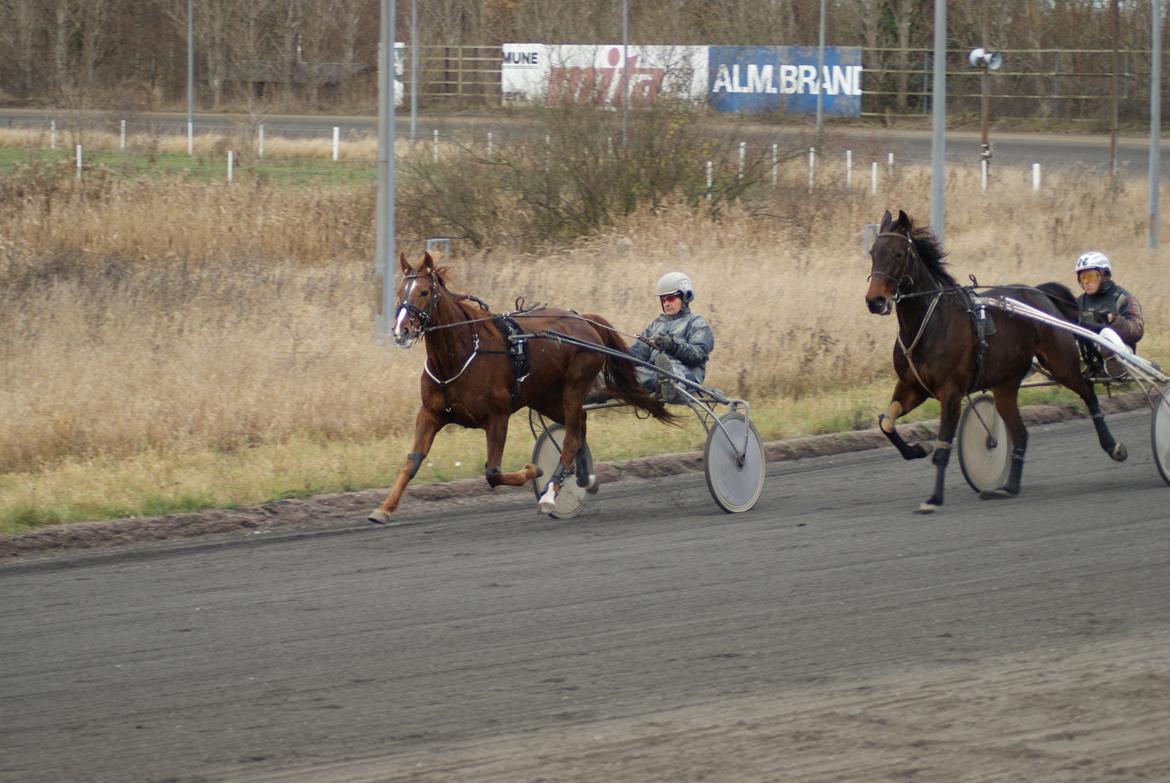 Traver Solarplexus B.M.W (solgt) - Solarplexus i hurtig arbejde på skovbo den 22-11-12 billede 13