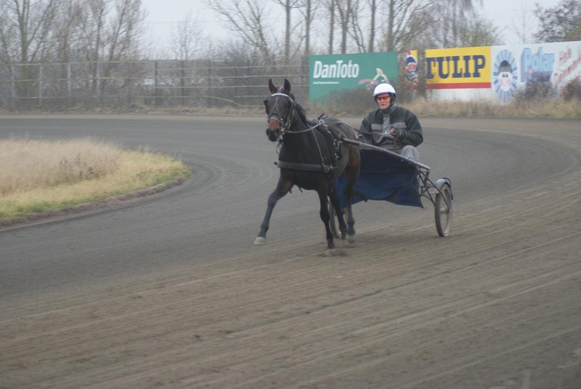 Traver Walkabout - Walkabout på skovbo travbane for første gang den 21-11-12 billede 18