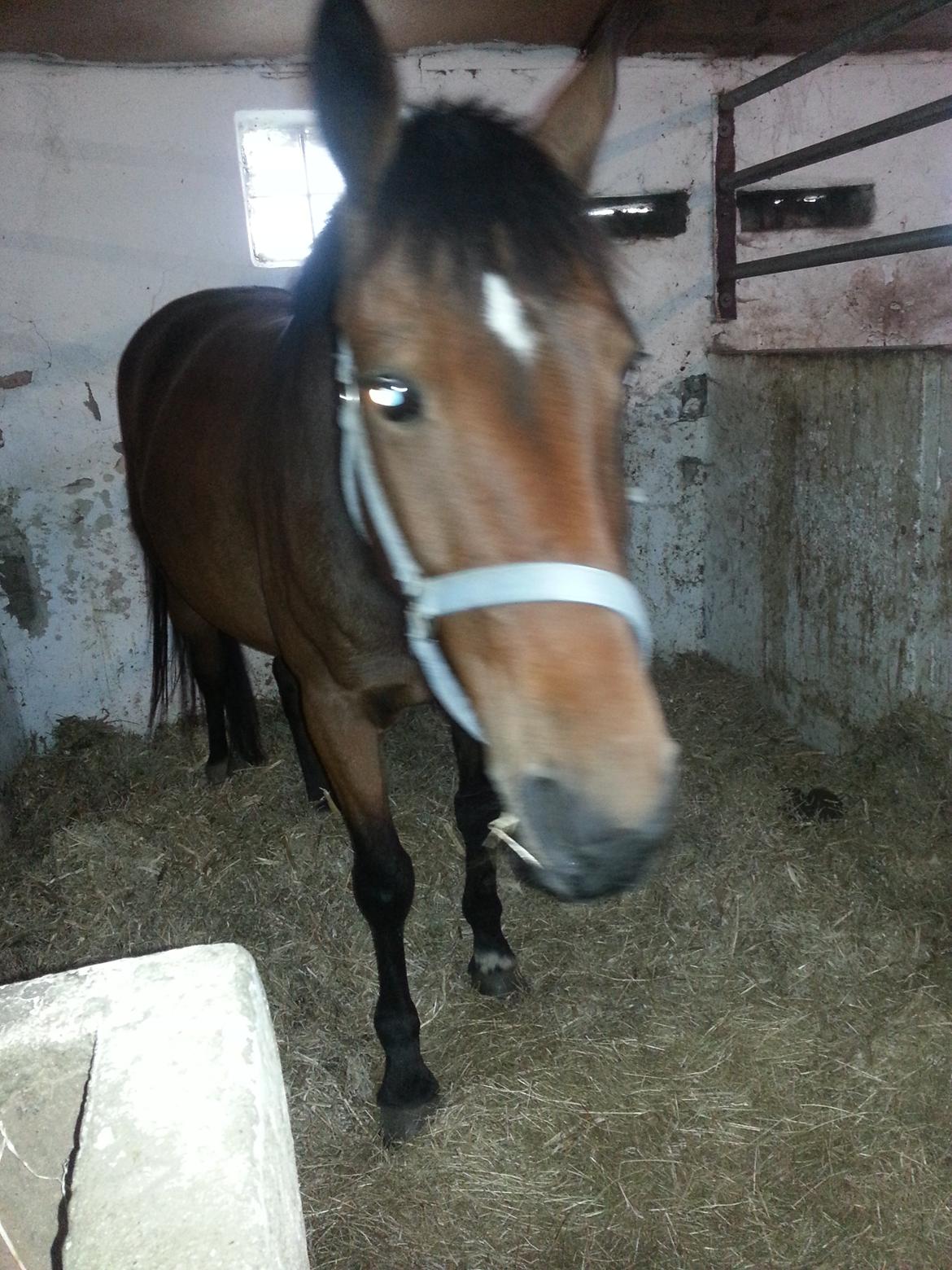 Anden særlig race Blis - Blis i boksen  billede 6